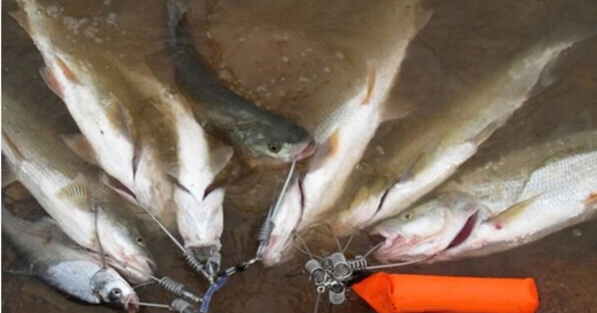 Stainless Steel Snap Chain Fishing Stringer 5 Snap Hook Fish