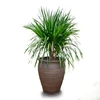 Dracaena draco dragon blood tree bonsai