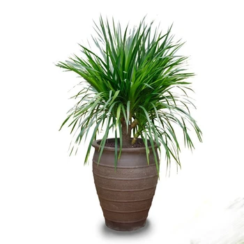 Dracaena Draco Dragon Blood Tree Bonsai Dracaena Draco Dragon Blood Tree Bonsai