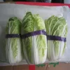 2019 new chinese fresh cabbage