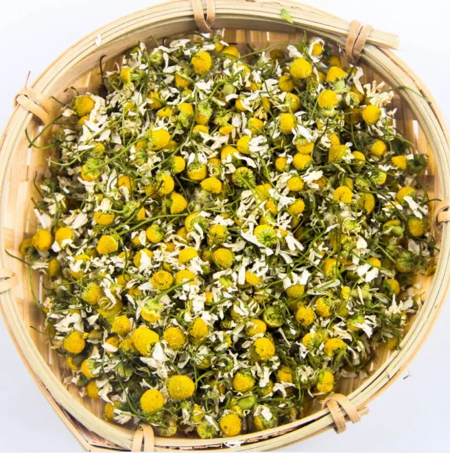 Chamomile 4.JPG