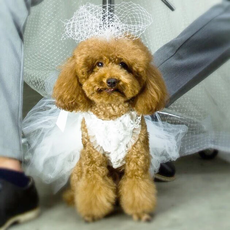 Teddy wedding dress.jpg