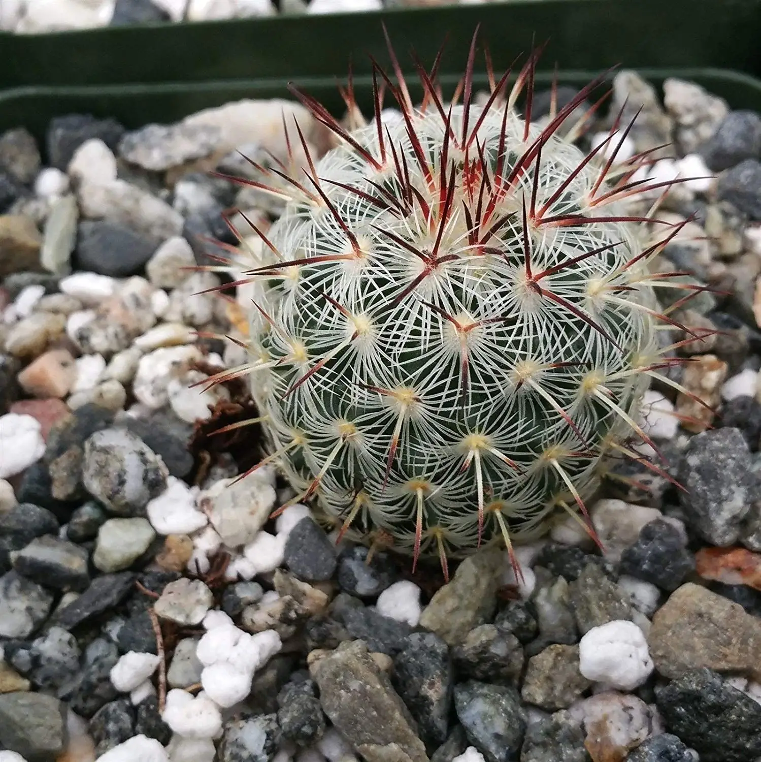 Cheap Mammillaria Cactus, find Mammillaria Cactus deals on line at ...