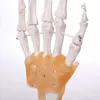 Nature Size Advanced High Quality Medical Science Bix-a1018 Human Foot Structure Simulator Durable Skeleton Model