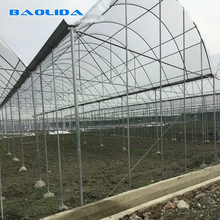 Drip irrigation and sprinkler system in greenhouse.jpg
