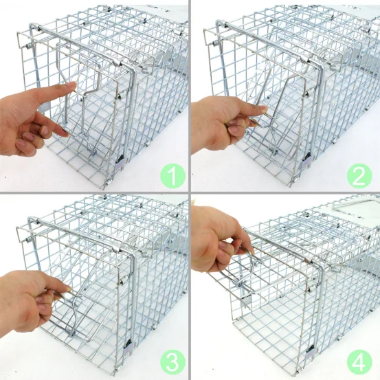 squirrel trap