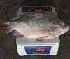 /product-detail/frozen-hilsa-fish-black-tilapia-fish-for-sale-62023574966.html