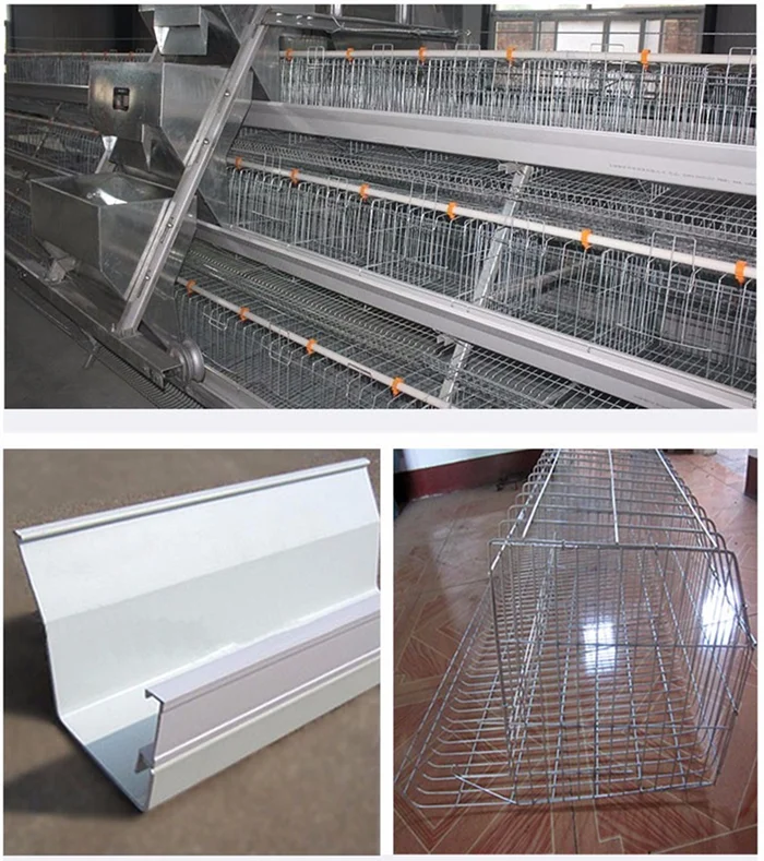 Baixin Automatic Chicken Poultry Equipment Cage System For Pullet With