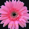To arrangement mix order is welcome fresh cut gerbera flower