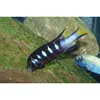High Class Elongatus Chewere Fish In Taiwan