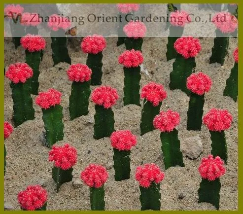 Gymnocalycium mihanovichii var. friedrichii.jpg