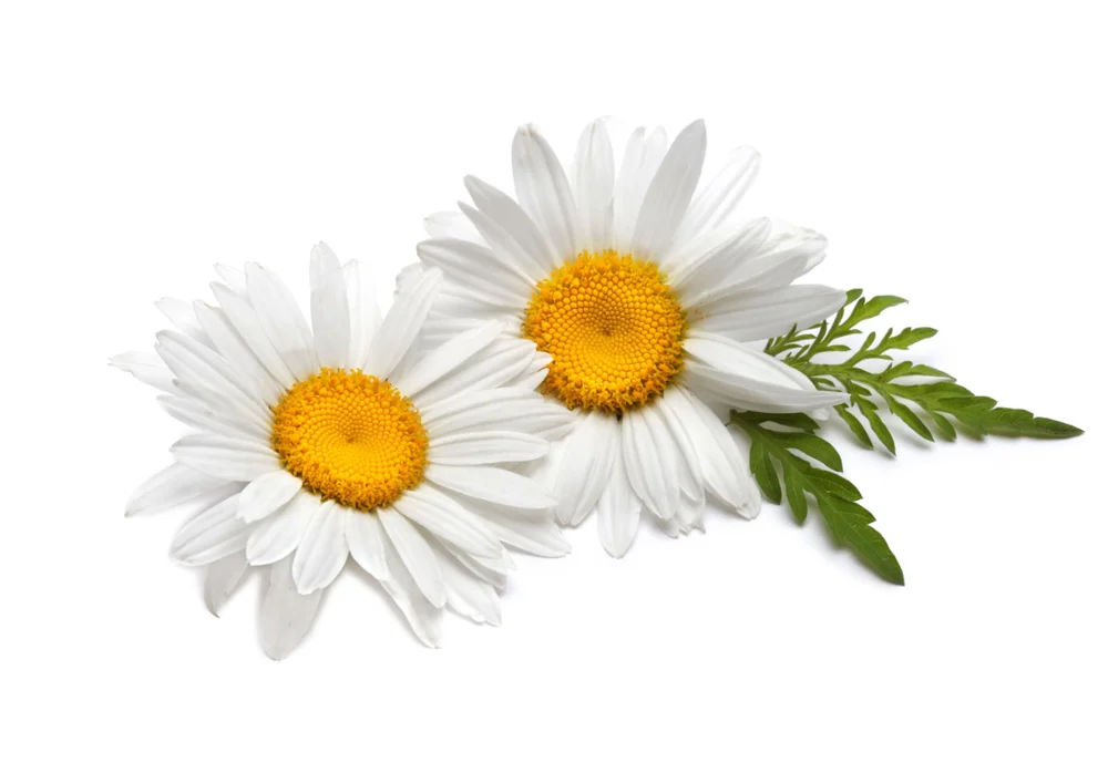 Chamomile Flowers Extract/matricaria Recutita Extract 98 Apigenin,Cas
