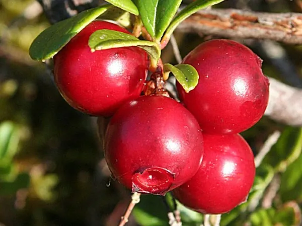 glycoside; a glycosylated benzoquinone extracted from bearberry