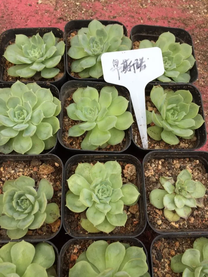 Echeveria Onslow.jpg