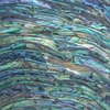 green paua shell laminate