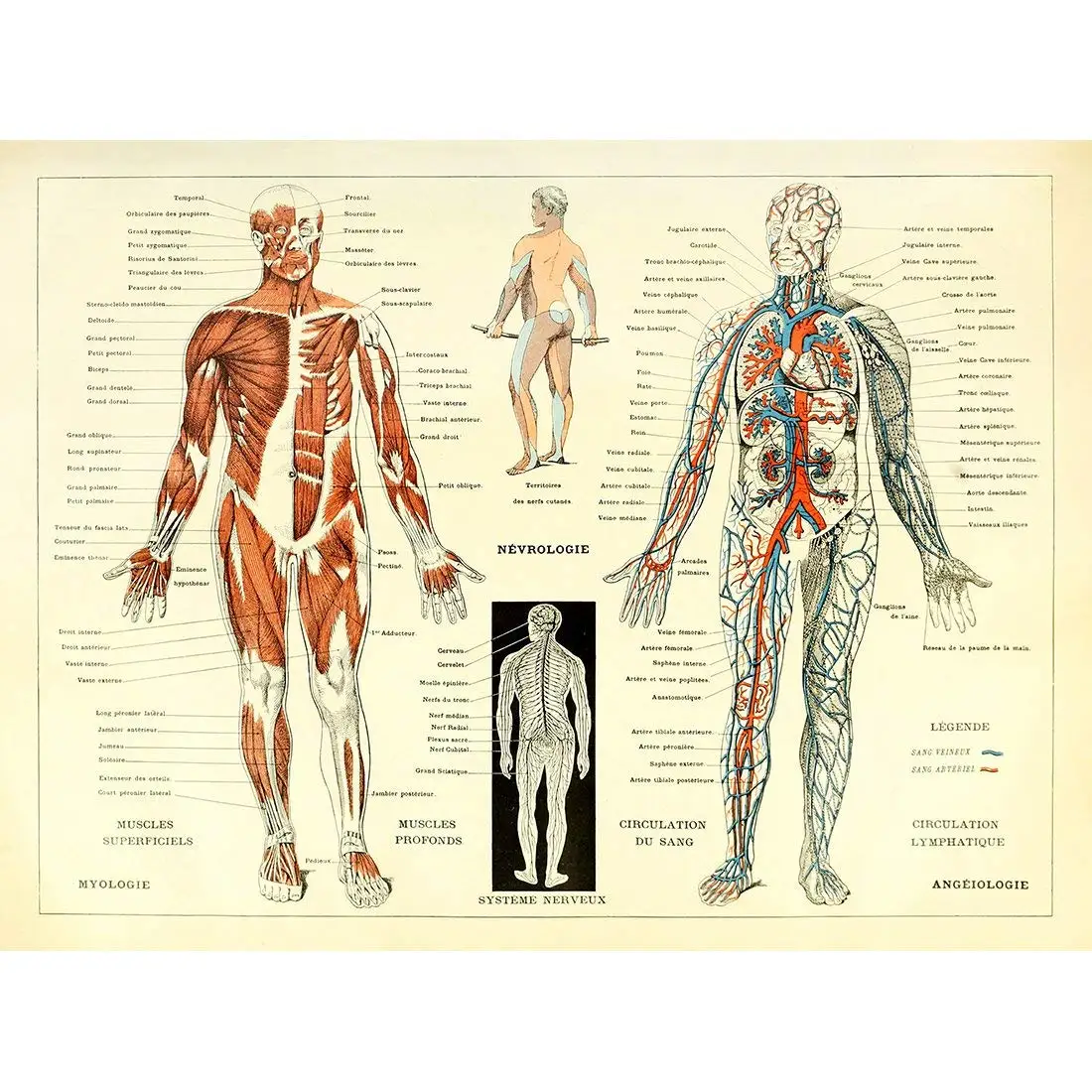 Anatomical Chart Company Lippincott Williams Wilkins