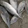 Big size black skipjack frozen whole fish with favorable price