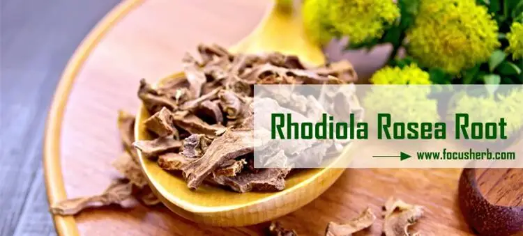 Rhodiola Rosea Extract1.jpg