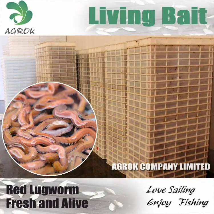 Living Lugworm or Sandworm, Wild, High Quality (OIKKI-LUGWORM