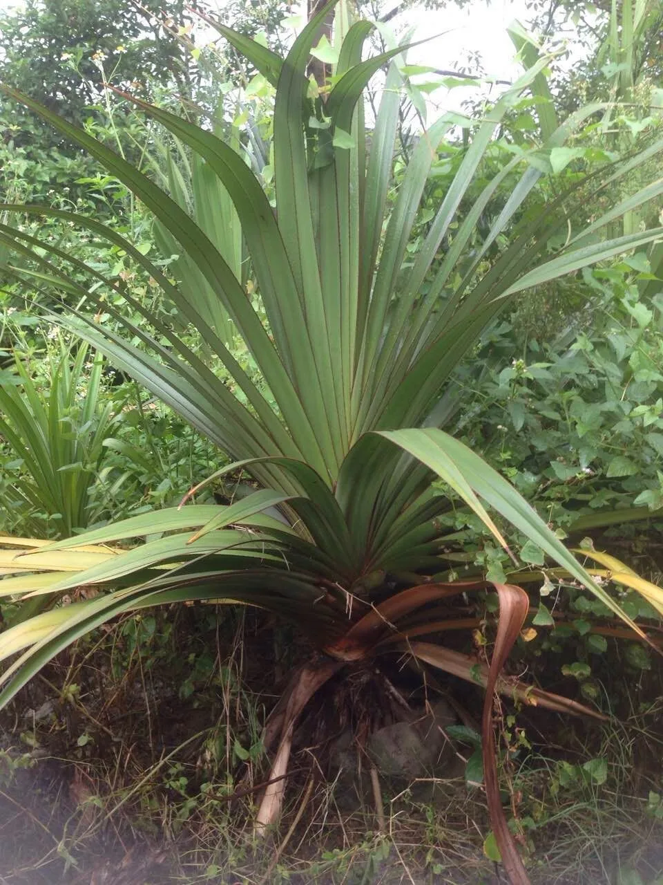 Pandanus Utilis,Screw Pine,Screwpine Buy Screw Pine,Pandanus Utilis