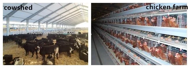 Steel Structure Poultry Farm Sheds