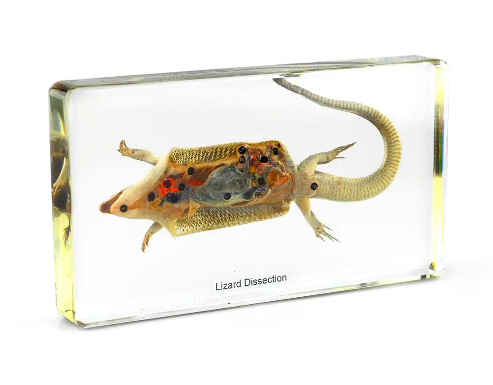 School Laboratory Equipment Frog Dissection Specimen For Biological