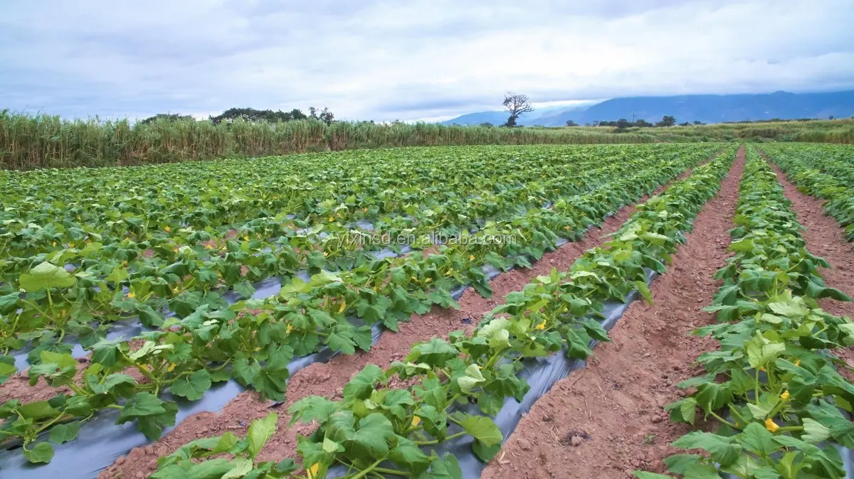 Black Pe Plastic Reflective Mylar Aluminum Foil Mulch Agriculture Film