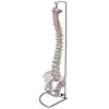 BIX-A1014 Natural size durable human spine model
