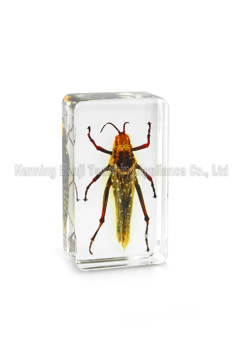 QTMY Biology Science World Collection of Real Insect Specimen Paperweight Texas Yellow Scorpion
