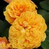 All rose variety