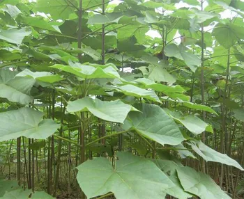 Arbre à Croissance Rapide Graines De Paulownia Elongata Grainepaulownia Tomentosa Grainesgraines De Paulownia Pour La Plantation Buy Graines De