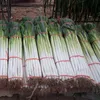 /product-detail/2019-fresh-vegetables-seed-f1-hybrid-green-chinese-onion-seed-for-sowing-60848508032.html