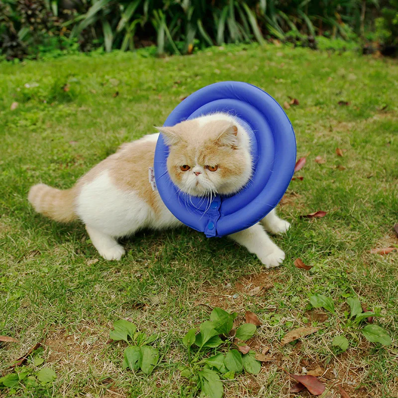 Chat De Protection Col-Achetez des lots à Petit Prix Chat