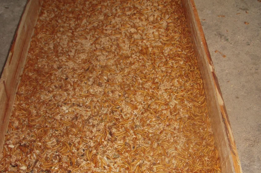 Multifunctional Tenebrio Molitor Screening Machine/ Mealworms Separator