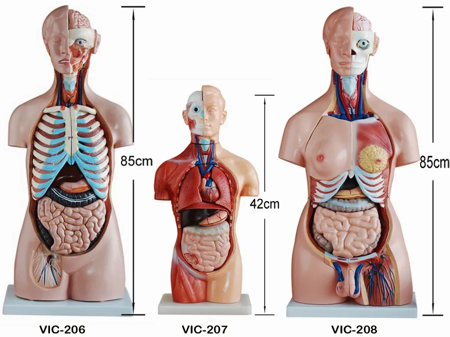 Манекены По Анатомии Человека Купить По