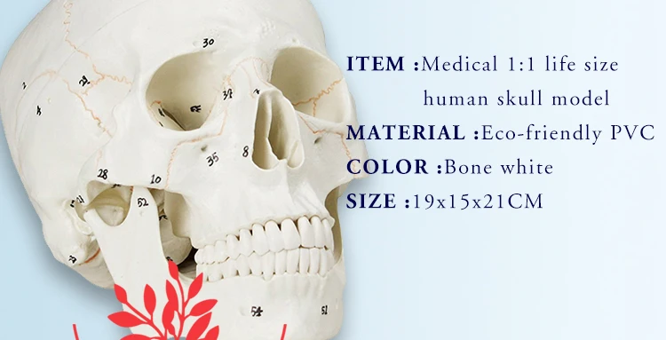 4 anatomical skull model.jpg