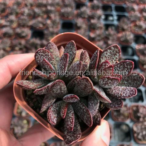 Adromischus Marianiae 1.jpg
