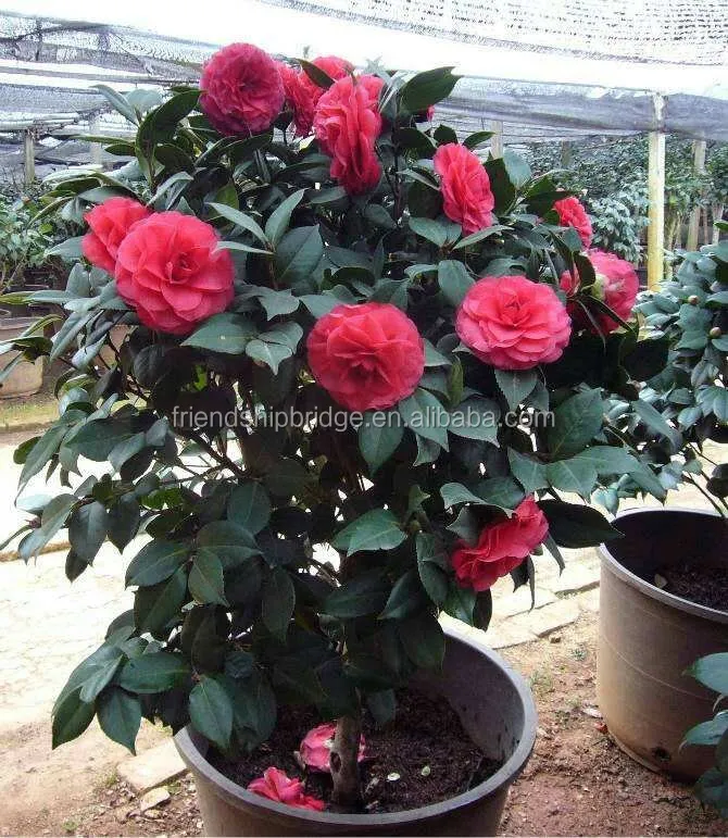 
Ornamental Plants Indoor and outdoor plant Camellia japonica 