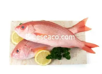 Snapper Pesce Rosso Lutjanus Spp Buy Red Snapper Product On Alibaba Com