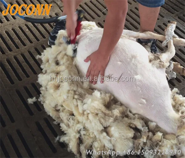 sheep wool cutting  (1).png