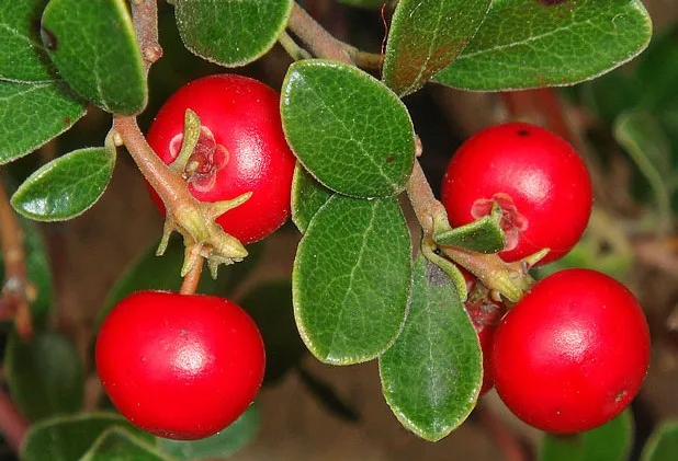 bearberry extract beta arbutin alpha arbutin manufacturers