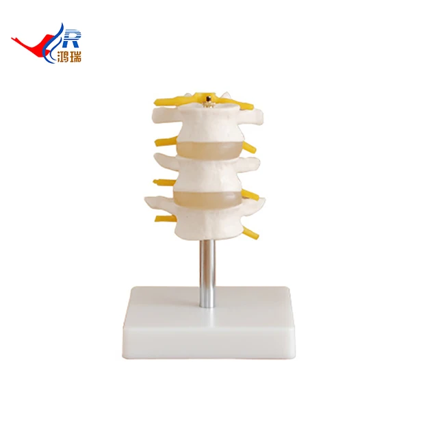 lumbar vertebrae set