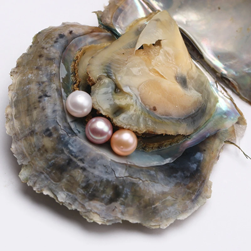 Akoya-Oyster-With-Pearl-Freshwater-Oysters-With.jpg