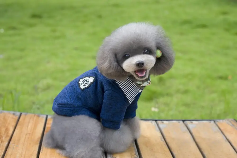 New Arrival Leisure Korean Style Pet Sweaters