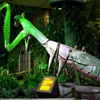 OAA6069 Playground Animated Insect Model For Sale