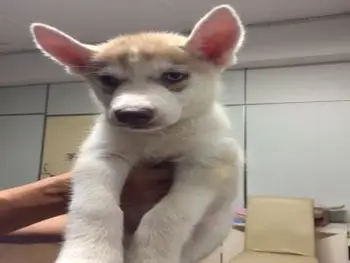 light red siberian husky