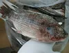 top quality WGS tilapia fish