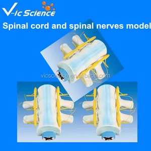 spinal nerves model