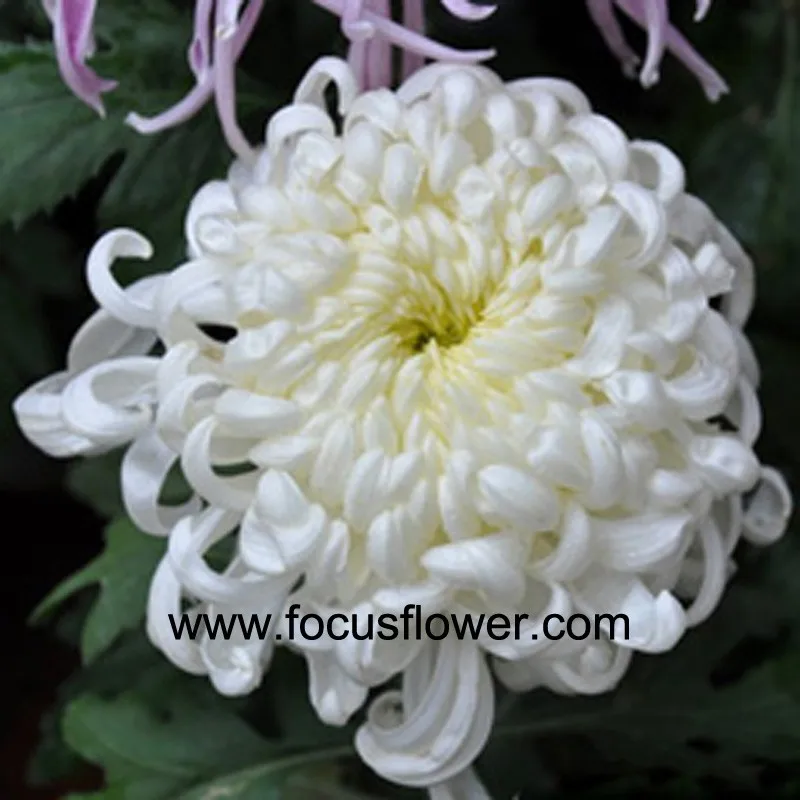 Hote Sell Fresh Cut Chrysanthemum Flower Ornamental Plants White Import ...