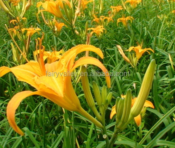 高发芽率hemerocallis Citrina Hemerocallis 种子 天百合种子生长 Buy Hemerocallis Citrina Baroni 种子 百合种子 Hemerocallis Citrina Product On Alibaba Com